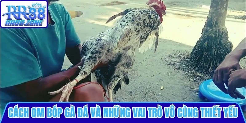 Cách om bóp gà đá và vai trò thiết yếu