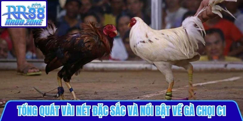 Tổng quát vài nét về gà chọi C1